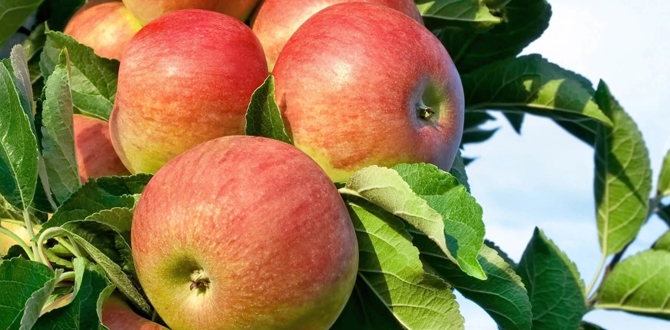 сорт "Мельба"