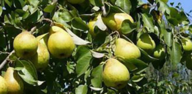 сорт "Чижовская"