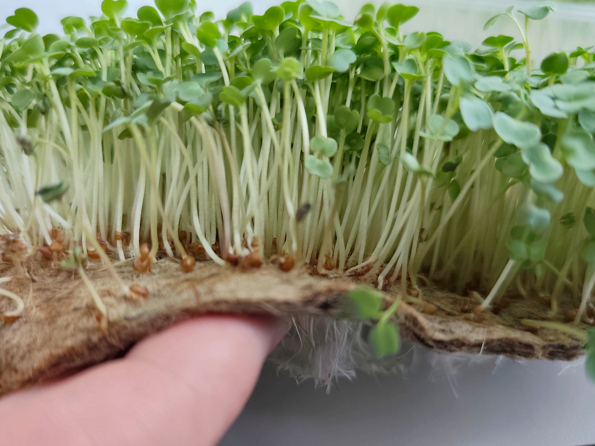 В наборе двойные лотки,в верхнем есть отверстия для корней. Видите корешки снизу?