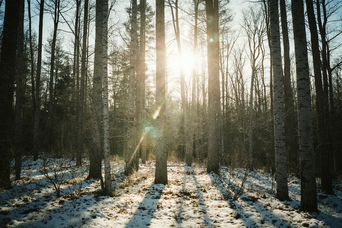 Весенний лес