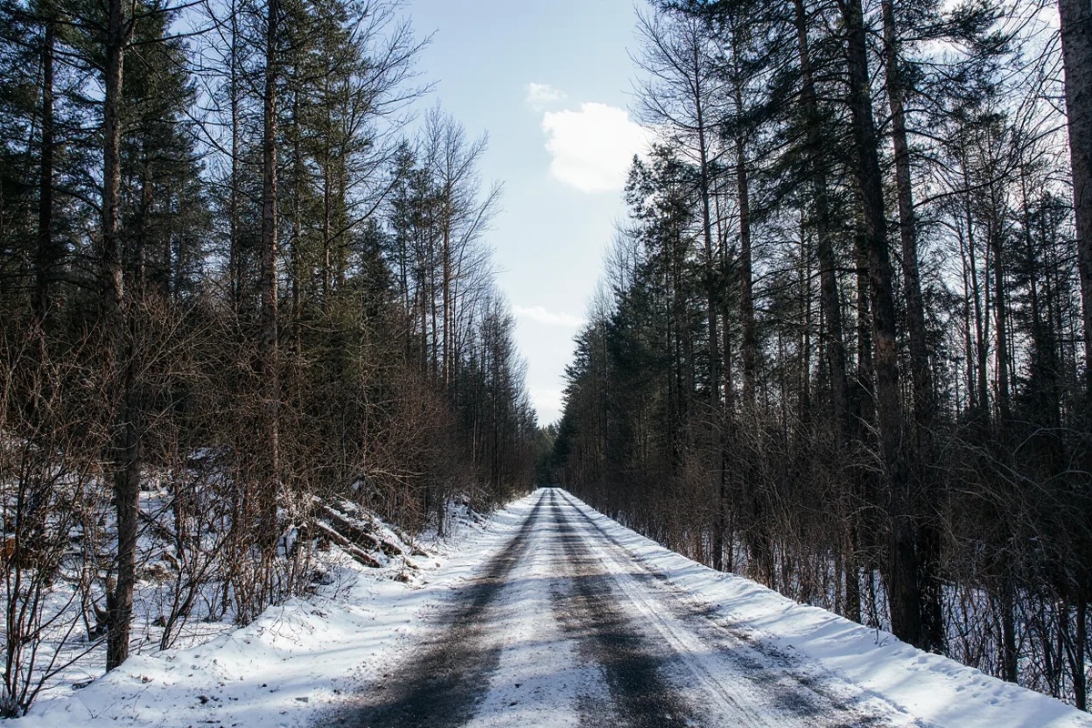 Лес вдоль дороги