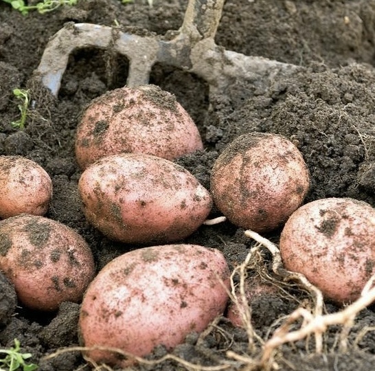 Крупные клубни, стабильный урожай и минимум работы. Способ выращивания картофеля, который забыли дачники