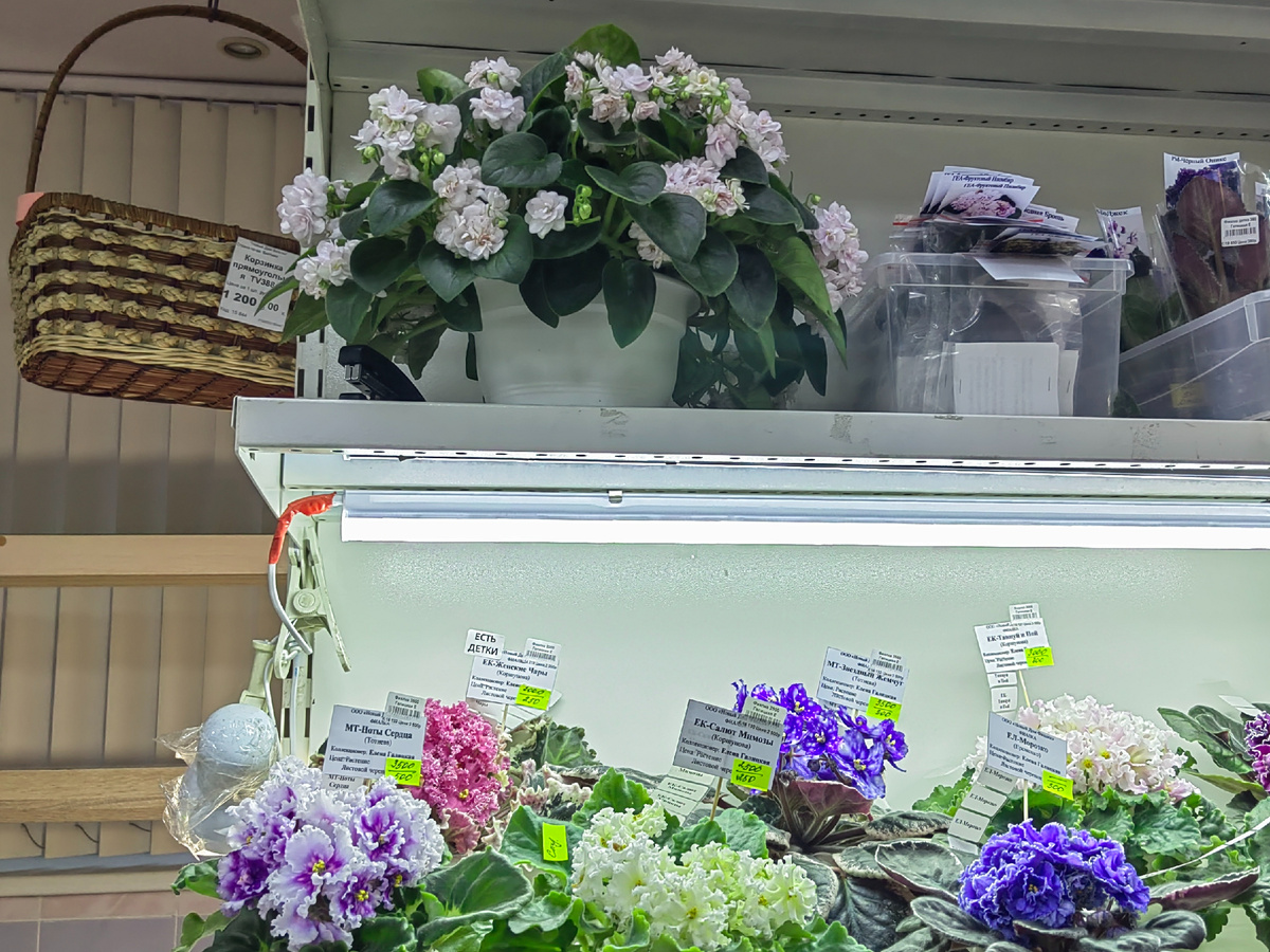 Сравните с размером других фиалок. Фото автора