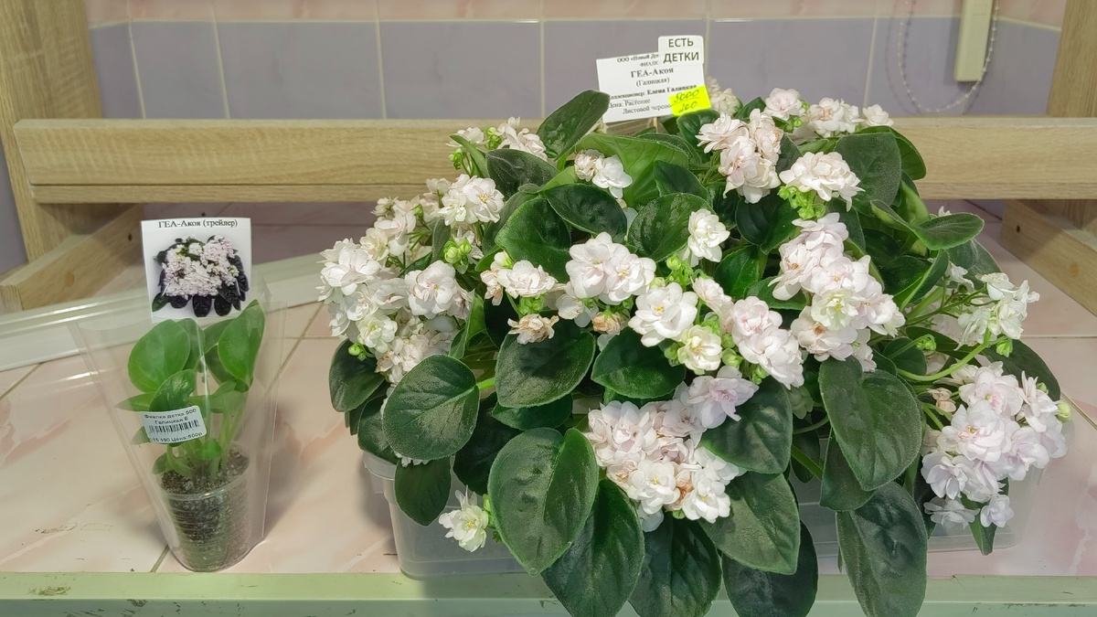 Сравните еще. С деткой размером около 10 см в ширину. Фото автора