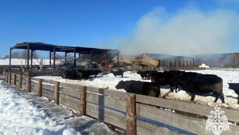    Фото: пресс-служба ГУ МЧС России по Вологодской области