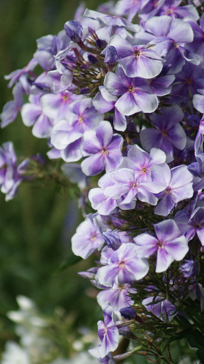 Флокс "Капитан" в моём саду