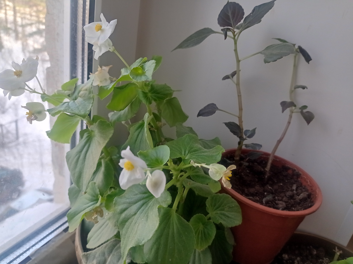 Осенью пересадила в горшки кустики бегонии ичеренки бальзамина - они живы, а бегония цветет всю зиму. Чуть позже рассажу эти кустики