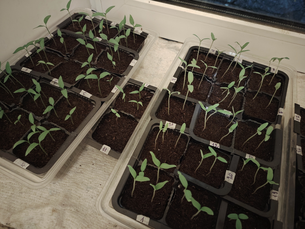 Росточки и перцев и томатов подрастают