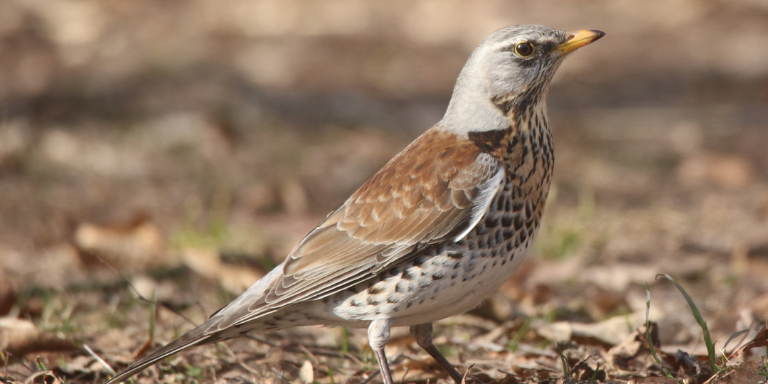 Кого слышно в горпарке Бобруйска? Вяхирей, гаичек, скворцов и дроздов ФОТО