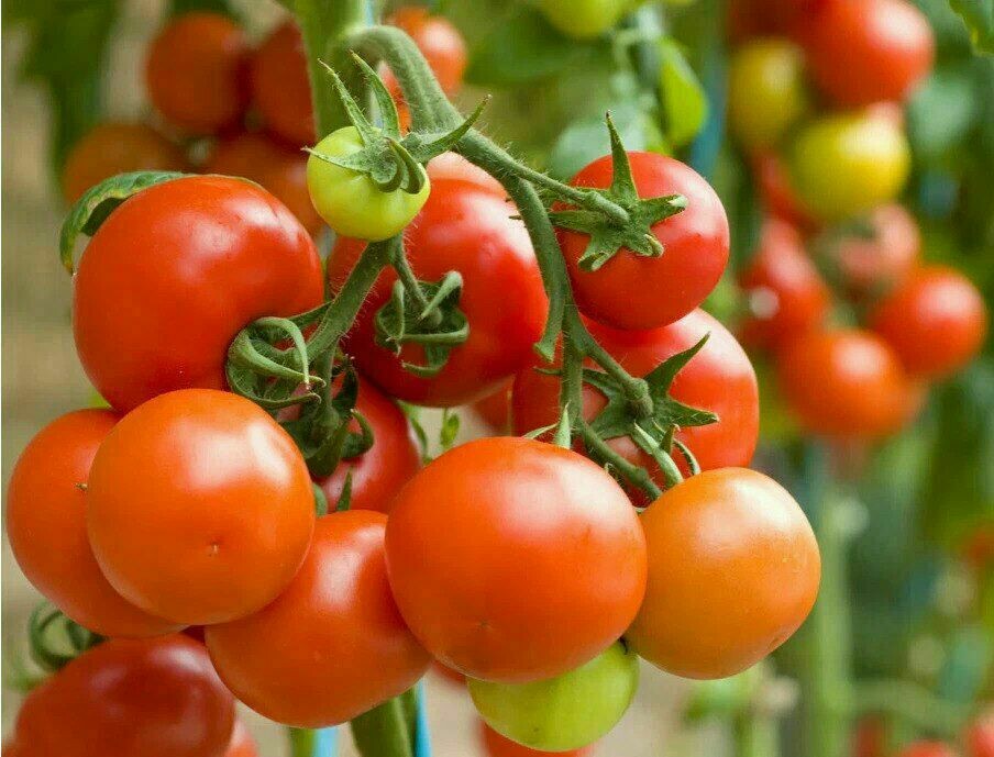 Много томатов