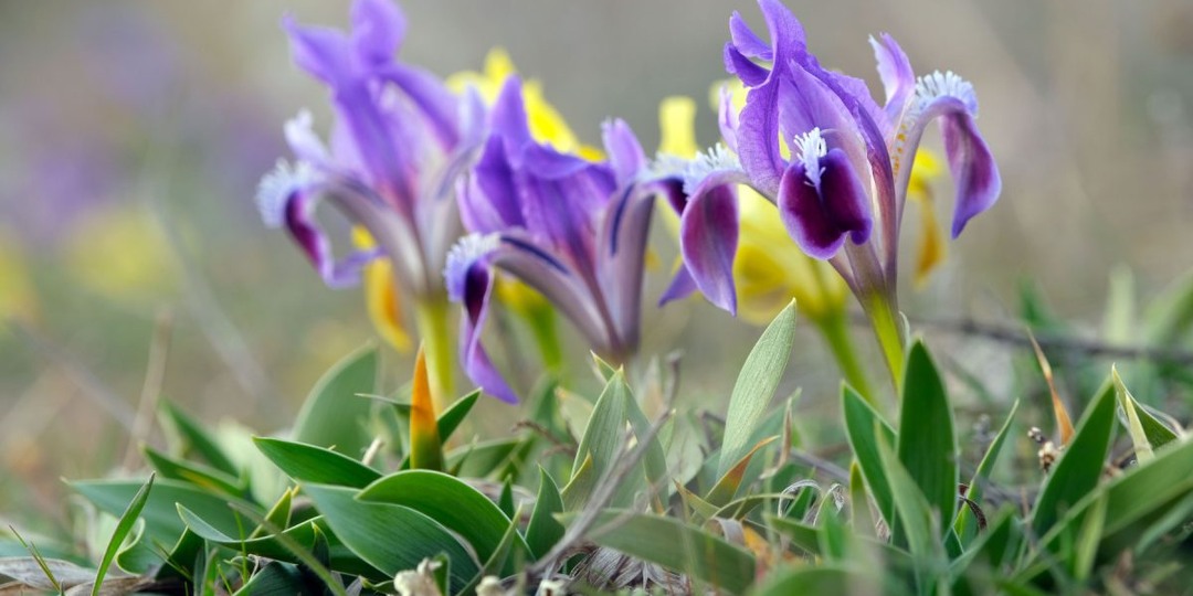 Как карликовые ирисы покорили мой сад?