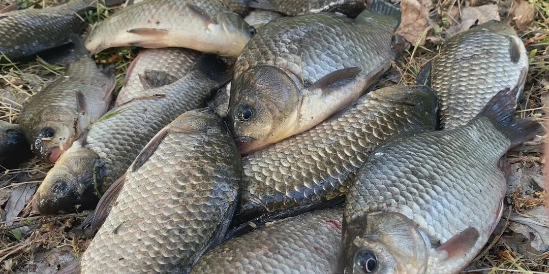 Карась весной после схода льда. Как ловить? Секреты.