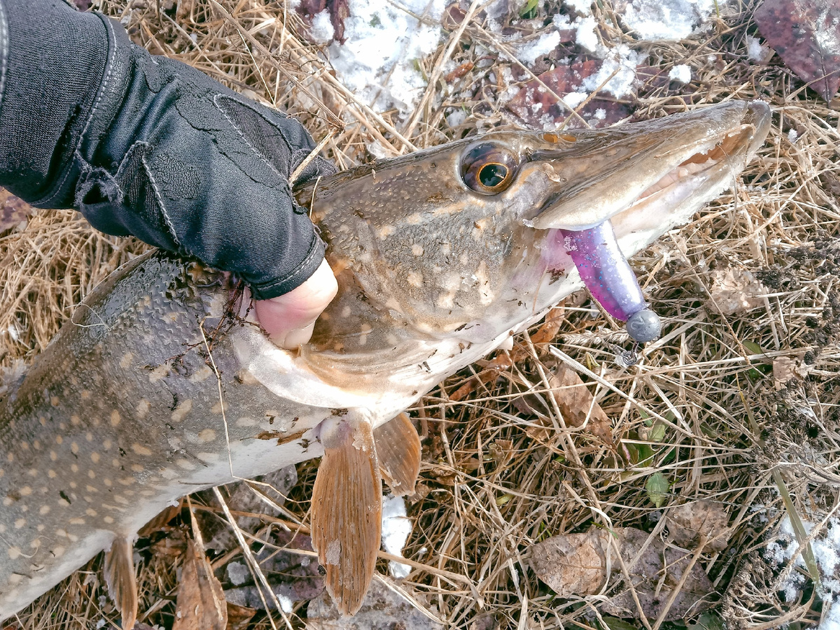 Кстати, если вы при ловле другой рыбы, случайно поймали ту, на которую распространяется запрет ничего страшного. Вы просто должны отпустить ее с минимально нанесенными повреждениями, третьего не дано! Не надо искать себе оправданий, так как на сотрудника Рыбоохраны они все равно не подействуют. 