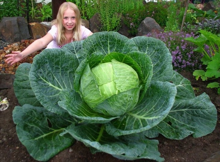 Крупная капуста