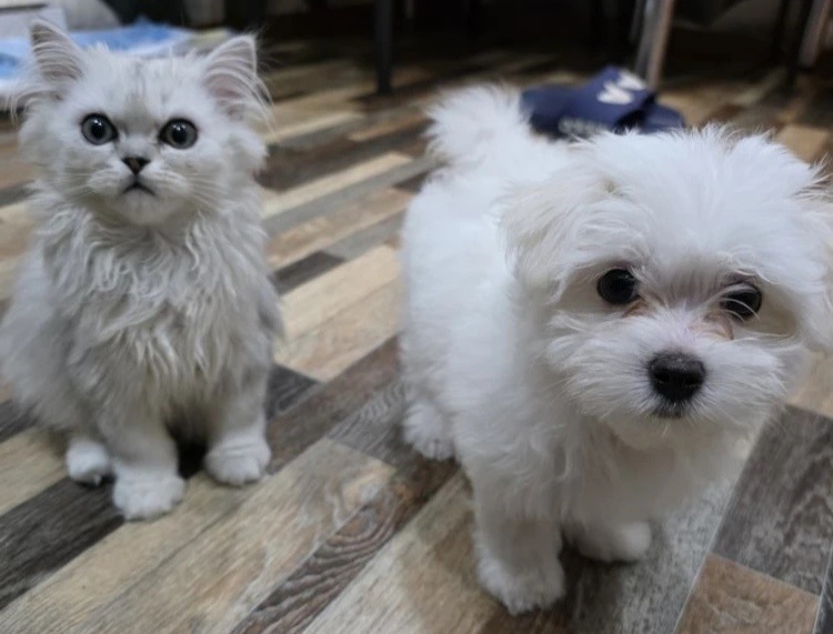 Персидский котенок Персик. Мальтезе Бусинка.