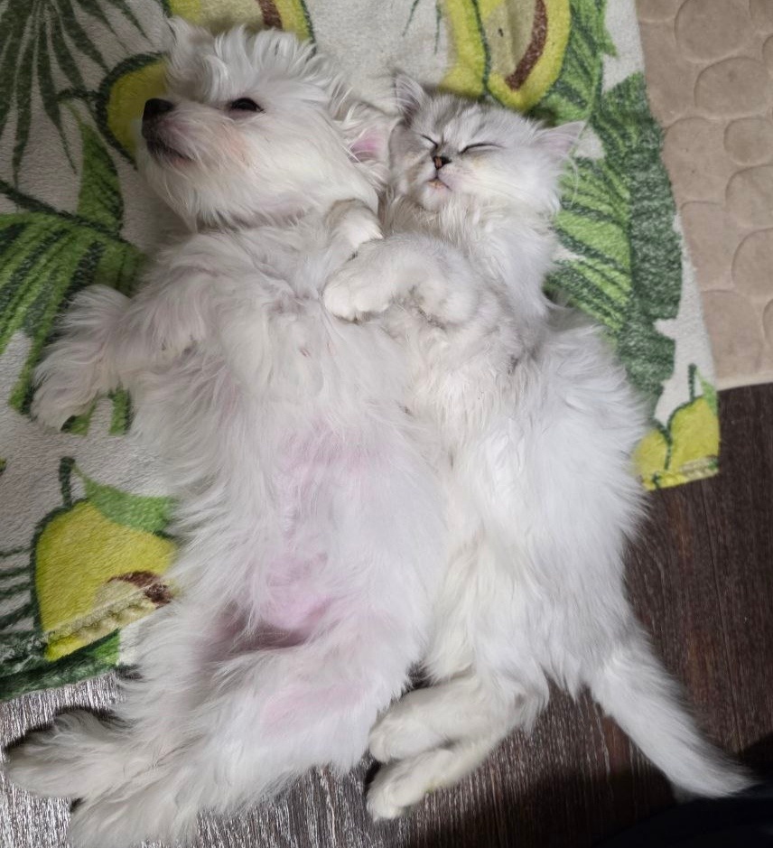 Буся + Персик. Сон час.