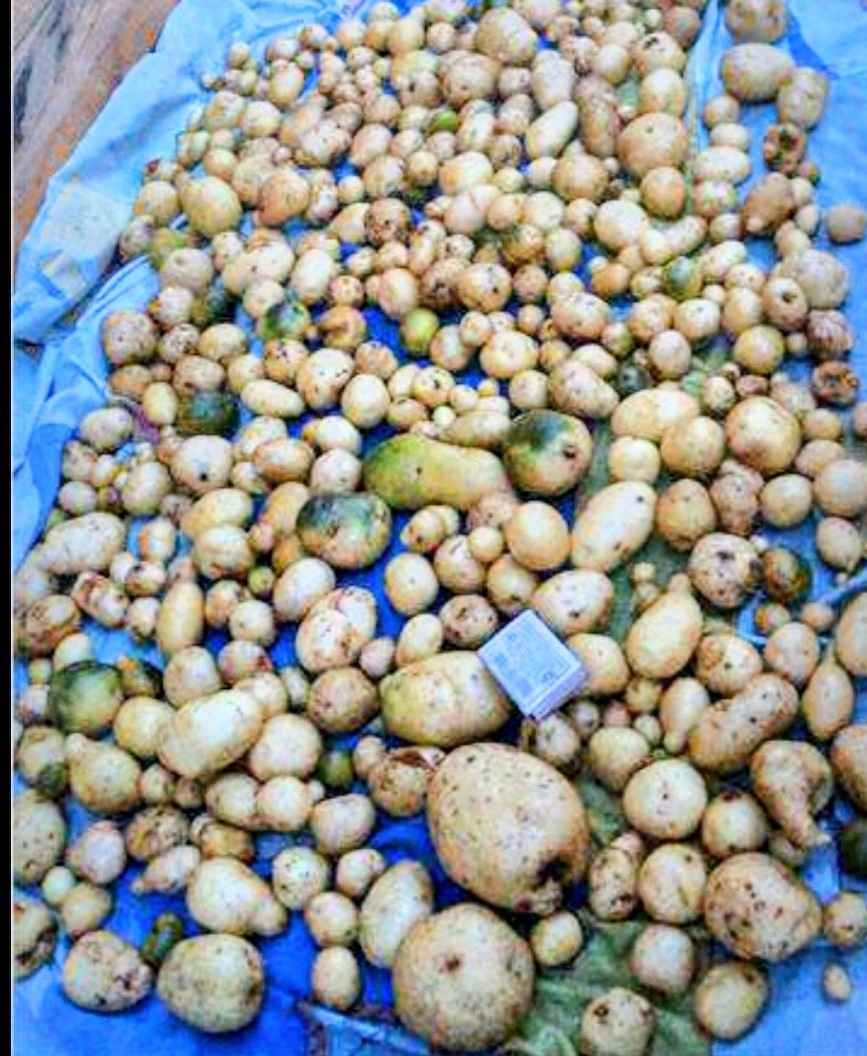 Картофель из ботанических семян