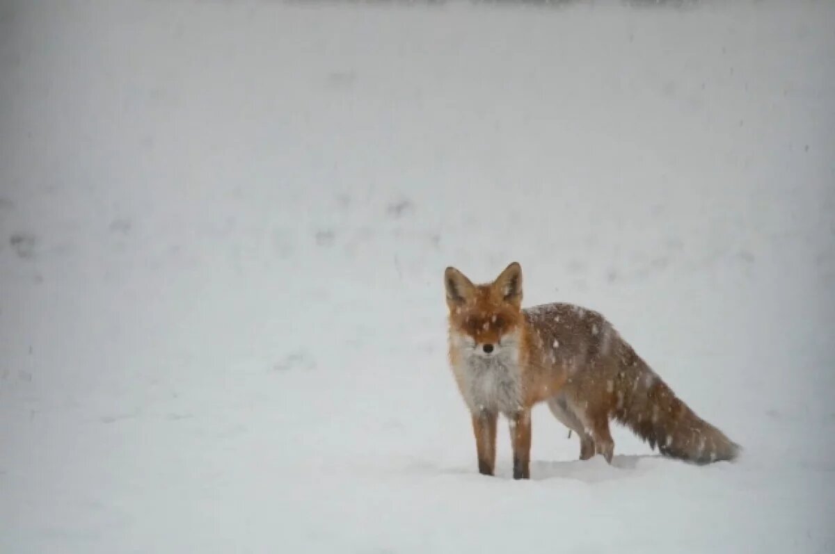    Женщине продали лису под видом японского шпица