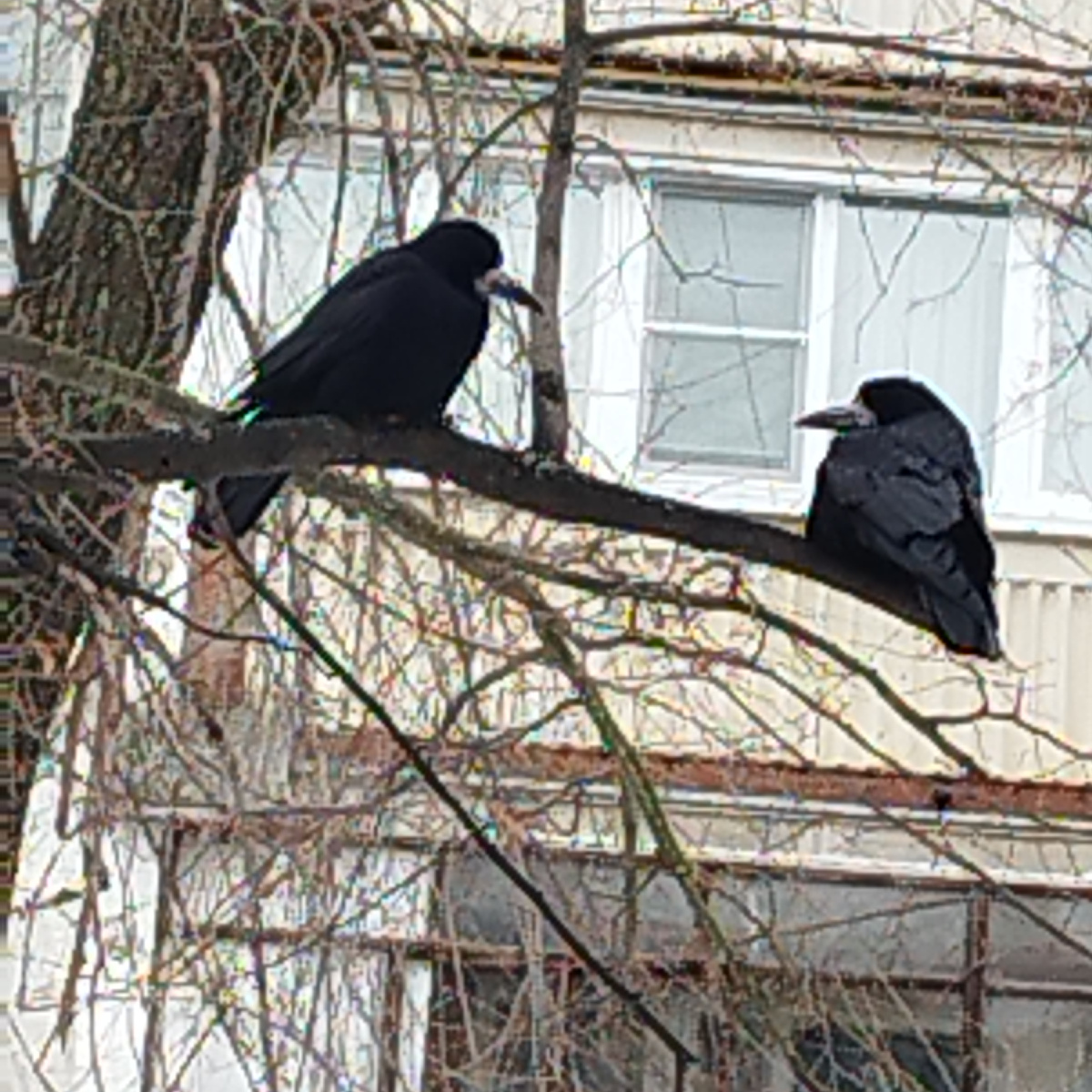 Говорят, что у грачей клювы светлые.