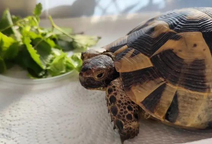 фото: t.me/radionovasg