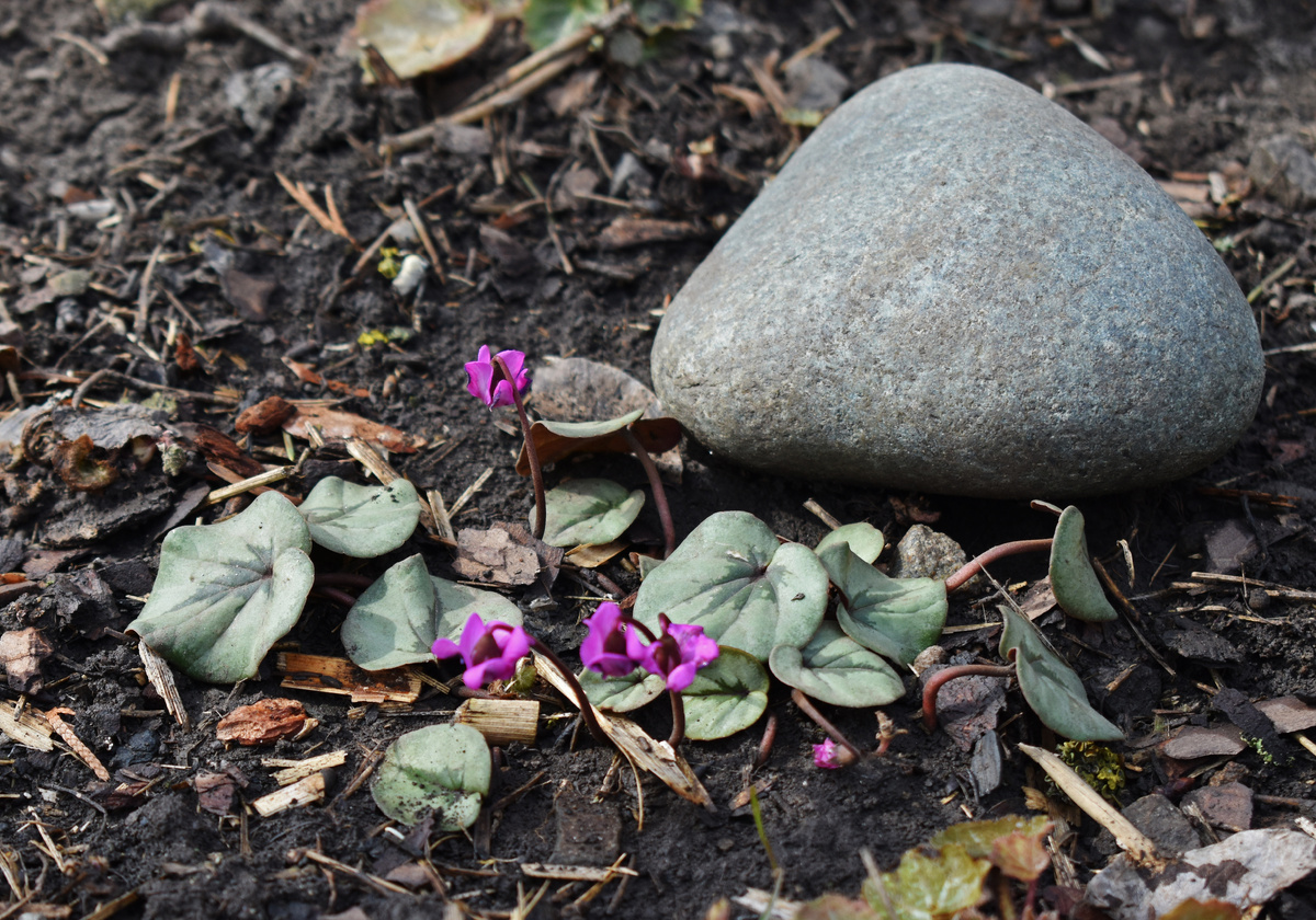 Мой единственный цикламен с серебристым листом. На фото 1 клубень.
