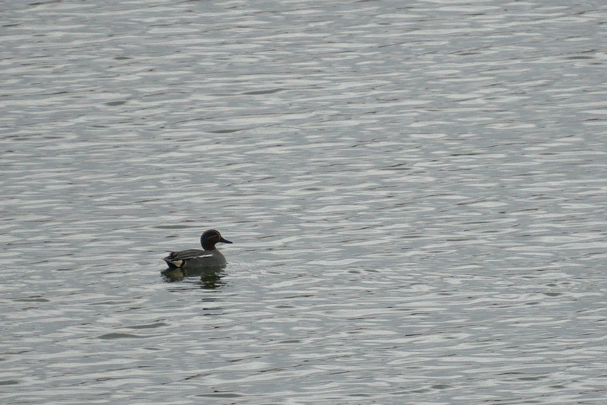 Чирок-свистунок на пруду в Каменнобродке