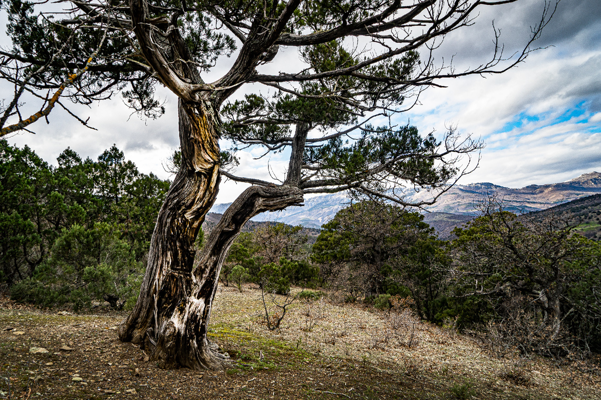 Смотите, танцор поднял руки вверх, у него пышная шевелюра, стройный стан, а вот ноги навсегда вросли в землю, потому он здесь сотни лет...