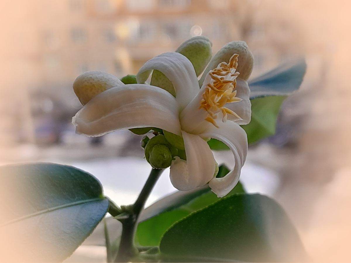 Цветёт лимон. Авторское фото.