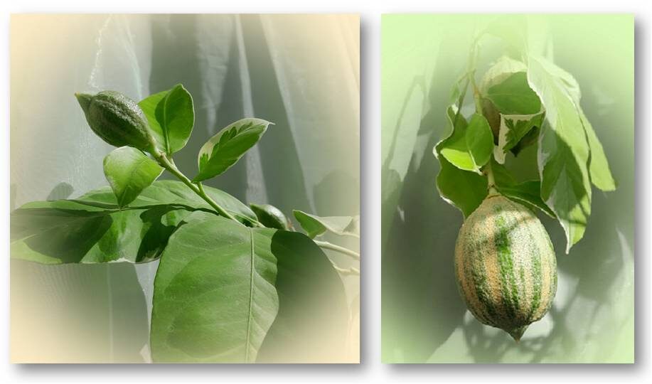 Лимон Pink Эврика. Авторское фото.