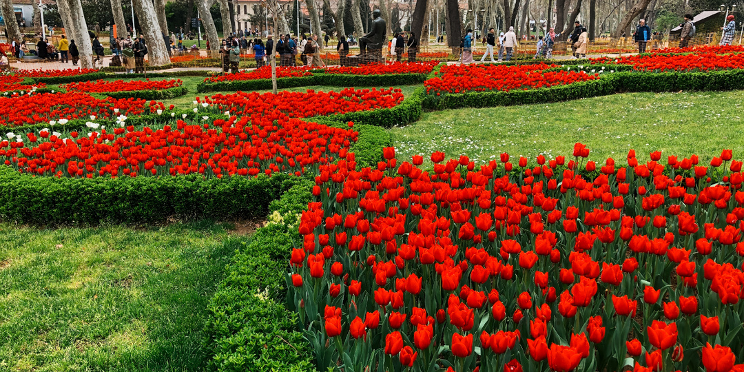 Фестиваль тюльпанов: едем на цветение в Стамбул