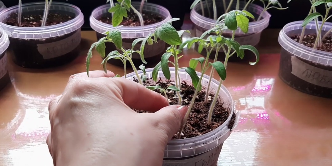 Пикировка томатов. Что может сделать одна таблетка?