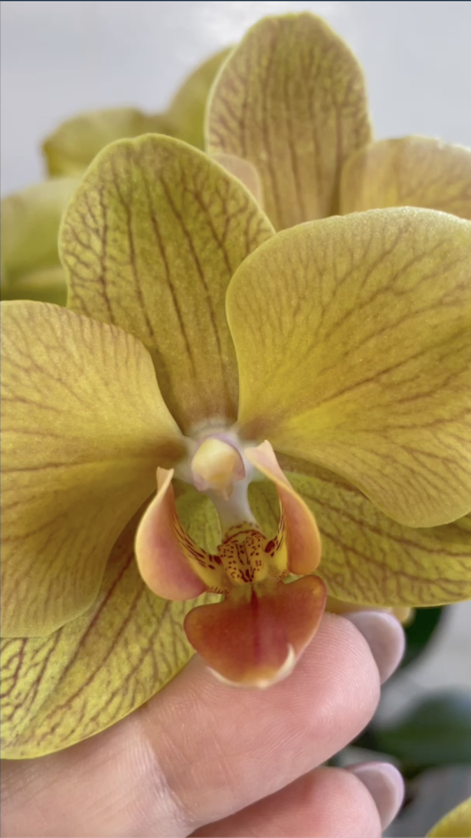 Рыжая орхидея фаленопсис после покупки. Орхидеи С Еленой Кузнецовой