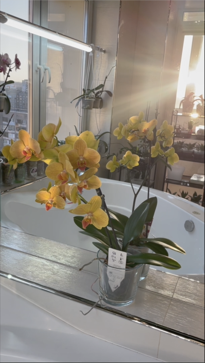 Орхидея после покупки изолирована от других орхидей примерно на 2 месяцев. Орхидеи С Еленой Кузнецовой