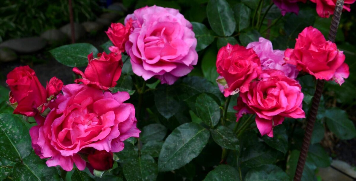 Роза Виен Роуз.