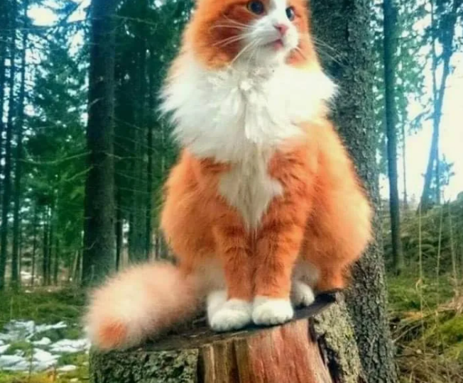 Ведьмёныш. Самое начало. Встреча с лесовиком и жирный Власька