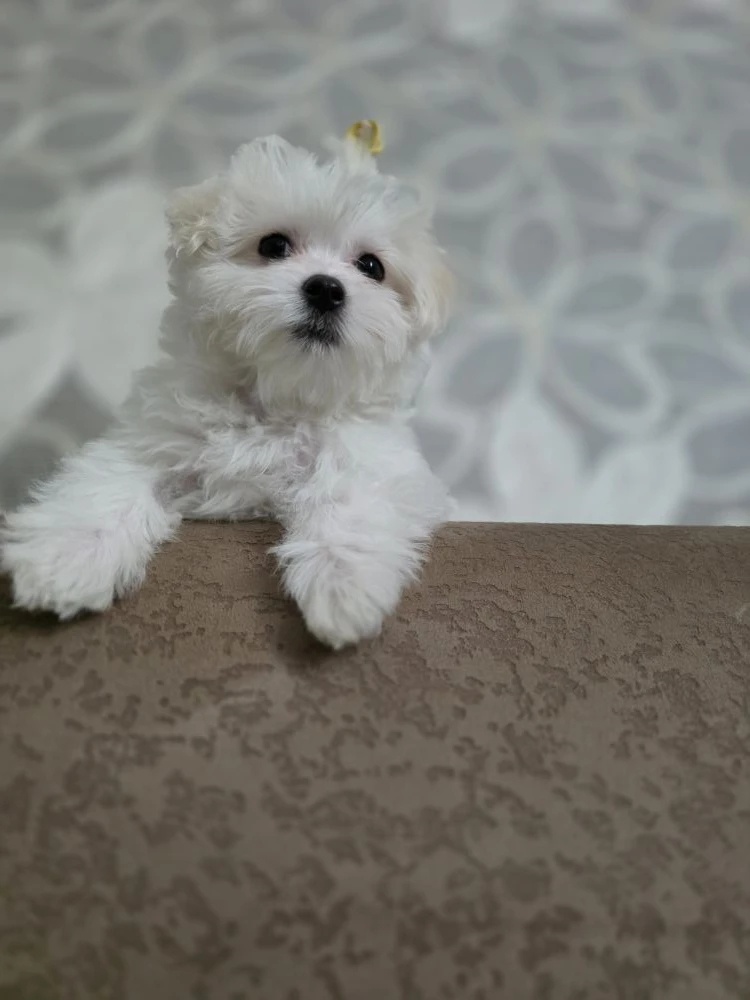 Мальтезе. Буся - Маруся.