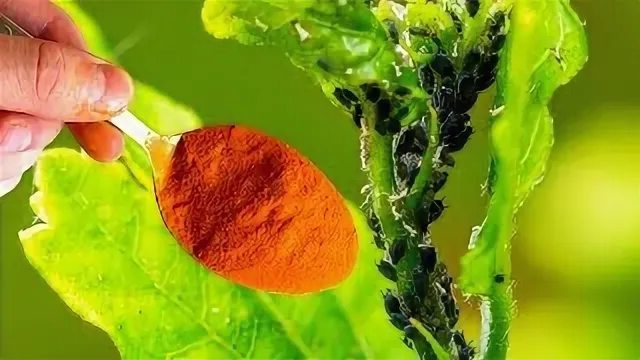 Борьба с тлей