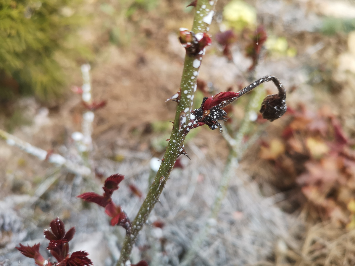 Даже цвести зимой хотела