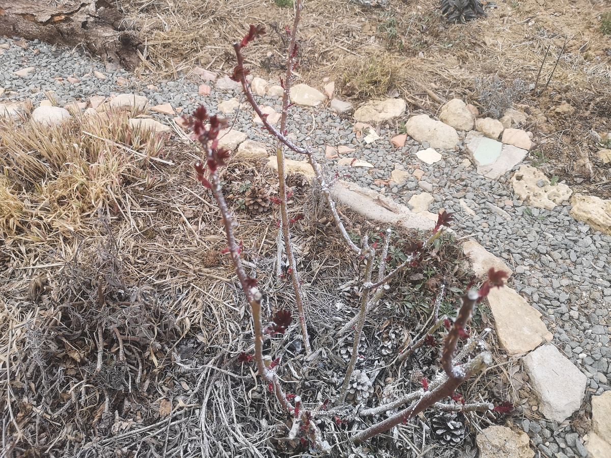 Несмотря на все обработки розы с листиками