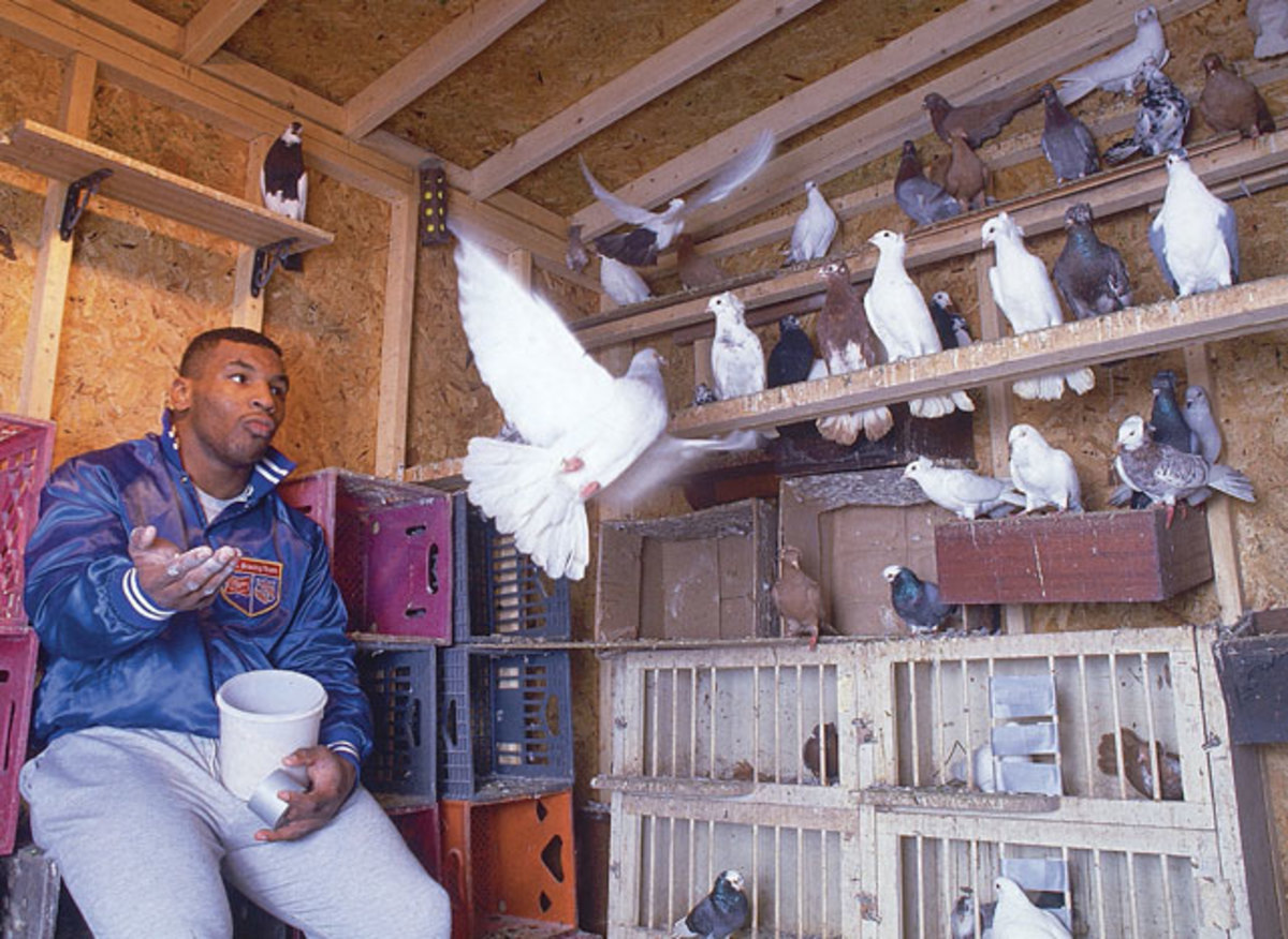 Тайсон и голуби