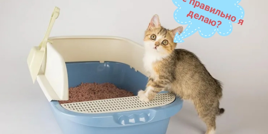 Решаем проблему за неделю: план возвращения кошки к лотку