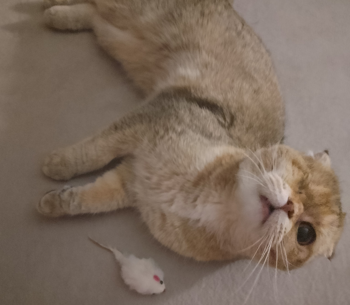 А когда приберешься, в мышку мою поиграем? 