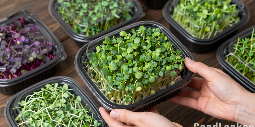 🌱 Как вырастить микрозелень на подоконнике за 7 дней: суперфуд за копейки