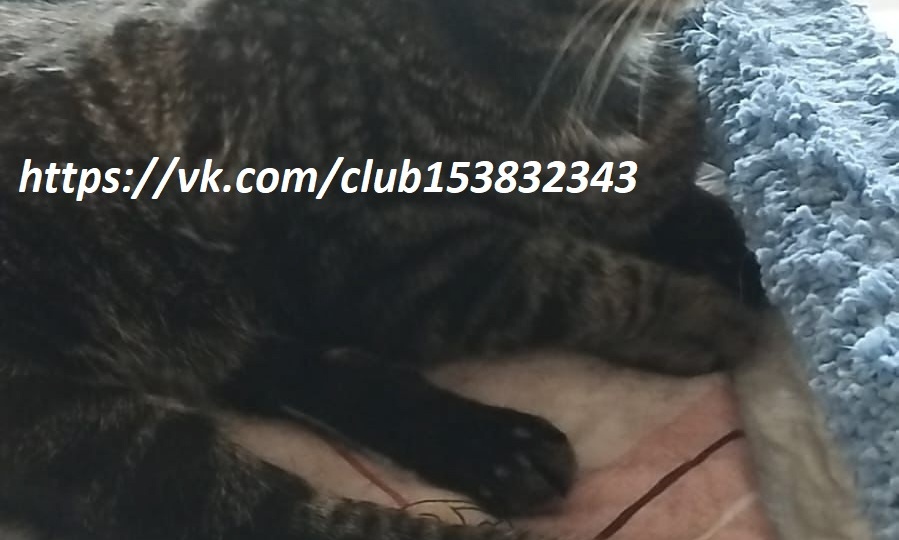 🆘🆘🆘СПИНАЛЬНИЦА КУСЯ ЖДЁТ ОТ НАС ПОМОЩЬ!🆘🆘🆘🙏