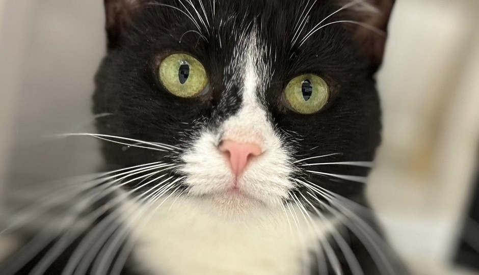 😽Сиротка давно уже ищет дом🏡