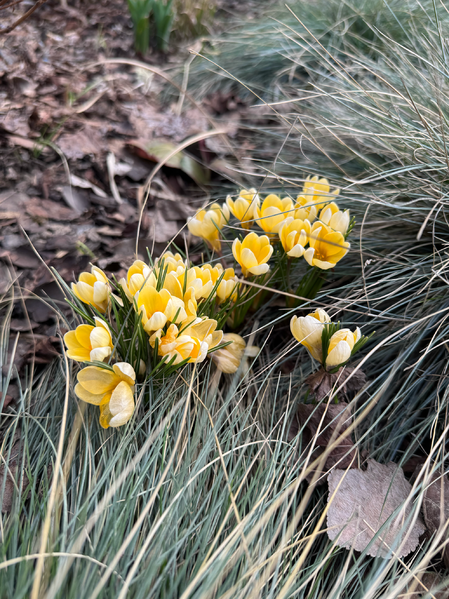 Первоцветы Крокусы в саду