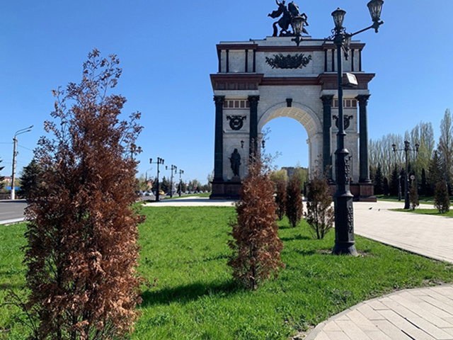    Засохшие туи пришлось выкопать на Триумфальной арке и перед Домом Советов