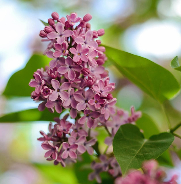    «Чем больше будет сирени, тем красивее будет город», – Александр Хинштейн предложил бесплатно раздавать саженцы