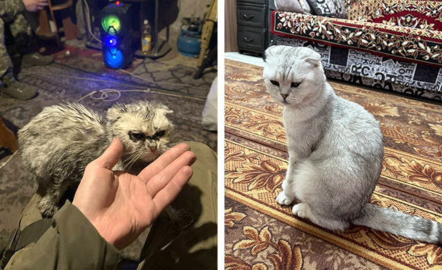    Суджа сейчас живет у тещи Дениса в Башкирии. Недавно родила котят