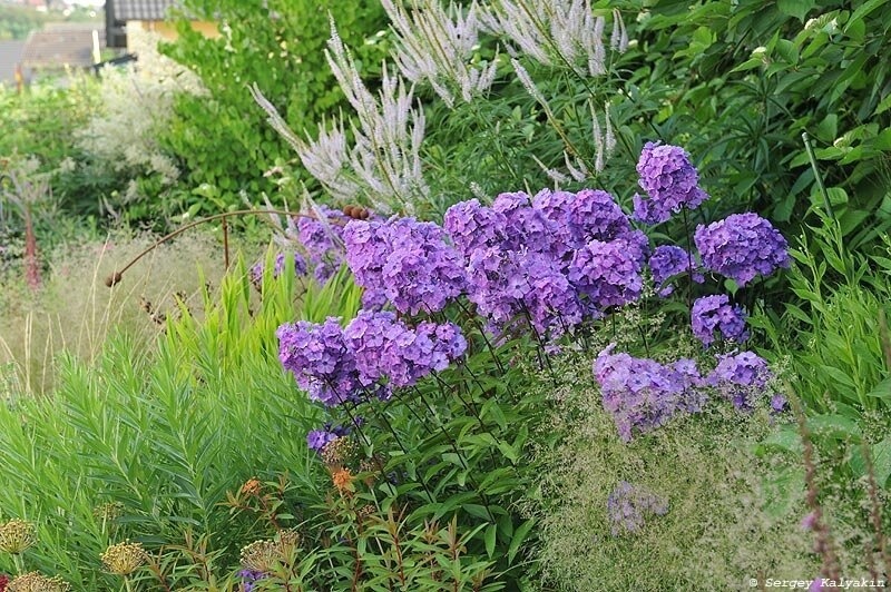 Флокс Blue Paradise в моем саду